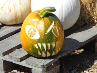 Mixed up, Best Carved Pumpkin,  Nipomo Pumpkin Patch best carving idea